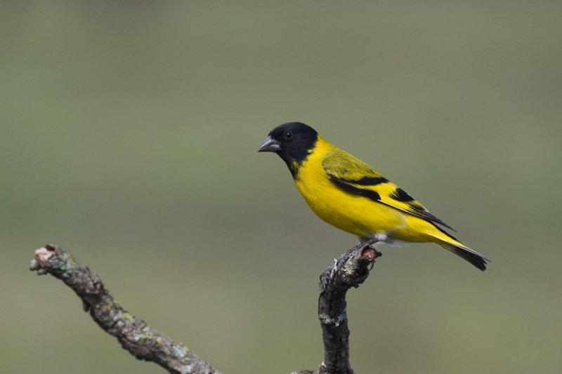 Čížek magelánský