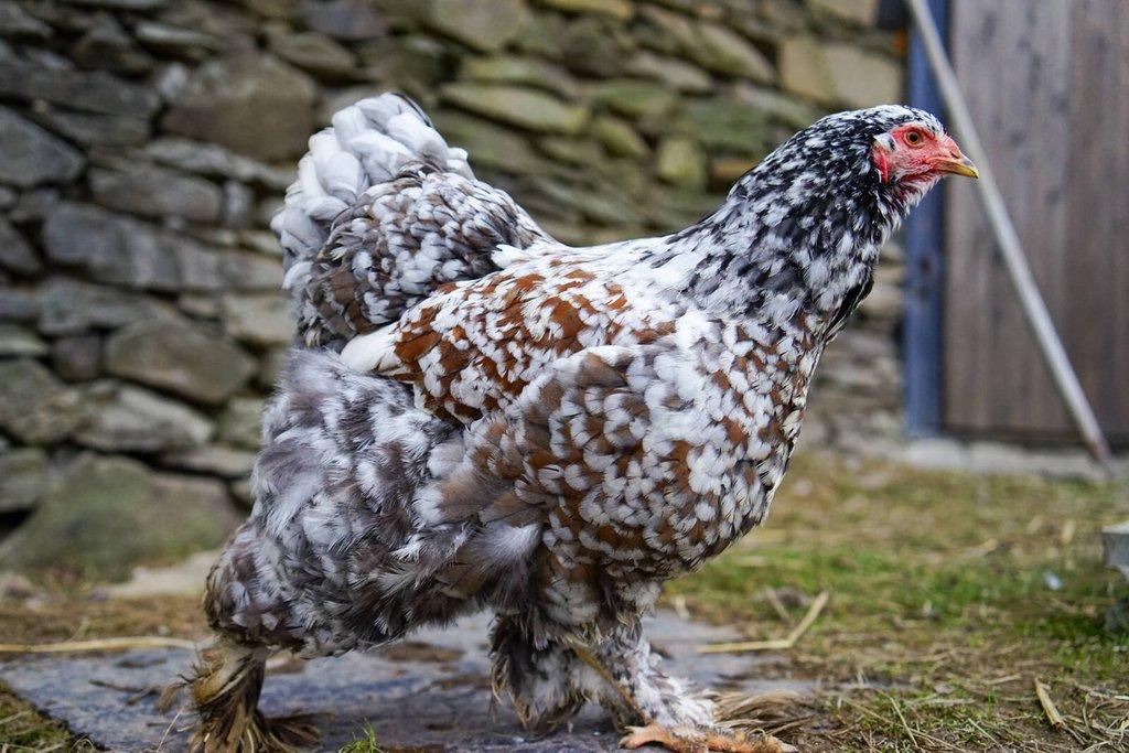 Brahmánky porcelánové🥚 (násadová vejce)