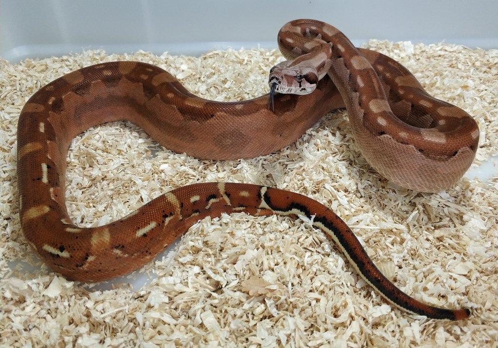 Boa imperator - Hypo Aztec Red Pastel het Sharp Albino