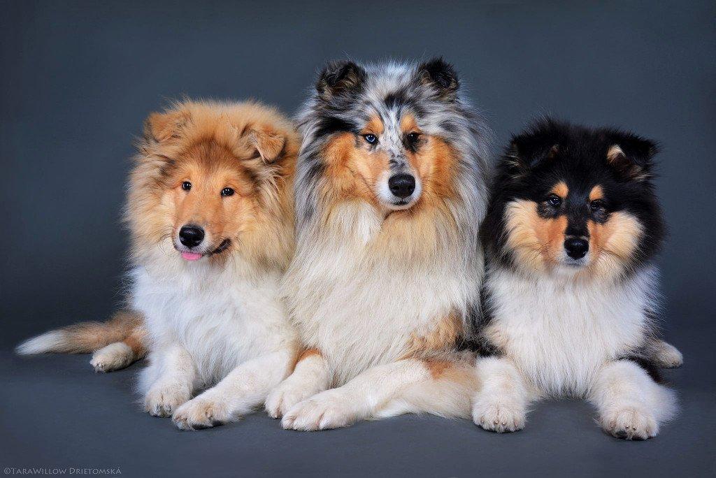 Dlouhosrstá kolie - štěňátka s PP