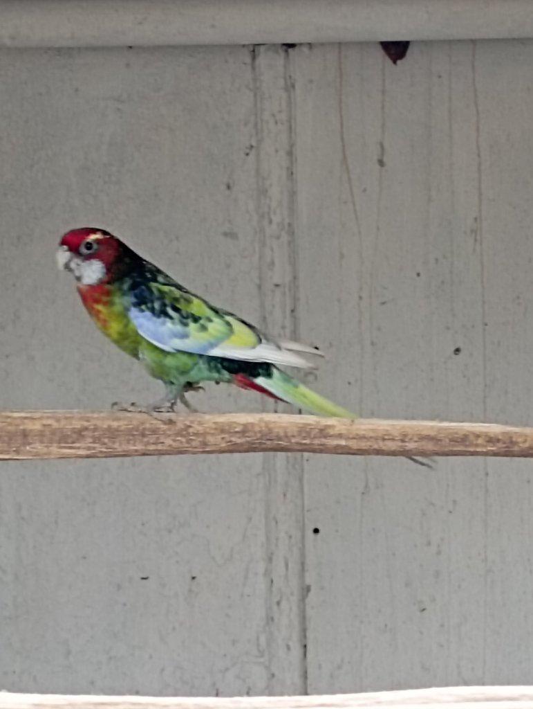 Rosela pestrá černá, modrá, zlatá