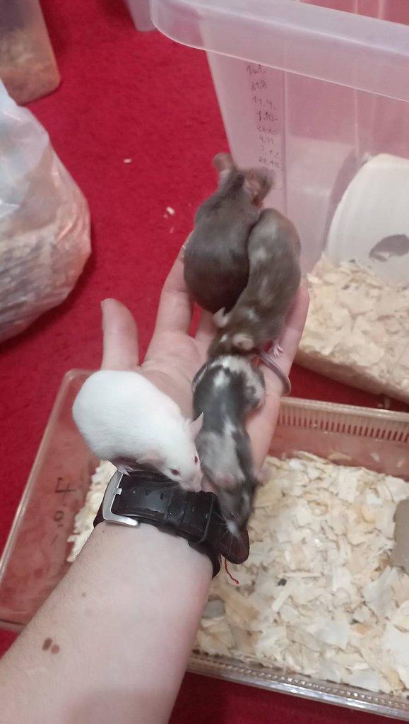 Myš, myši, barevné myšky, i bílé na zkrm