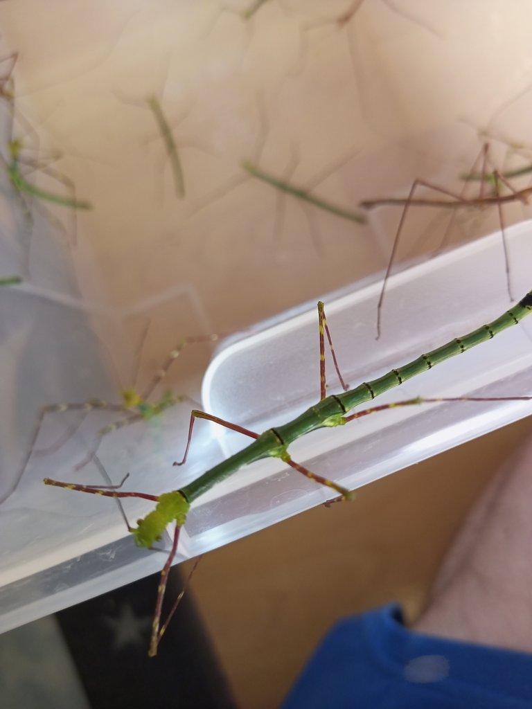 Myronides glaucus