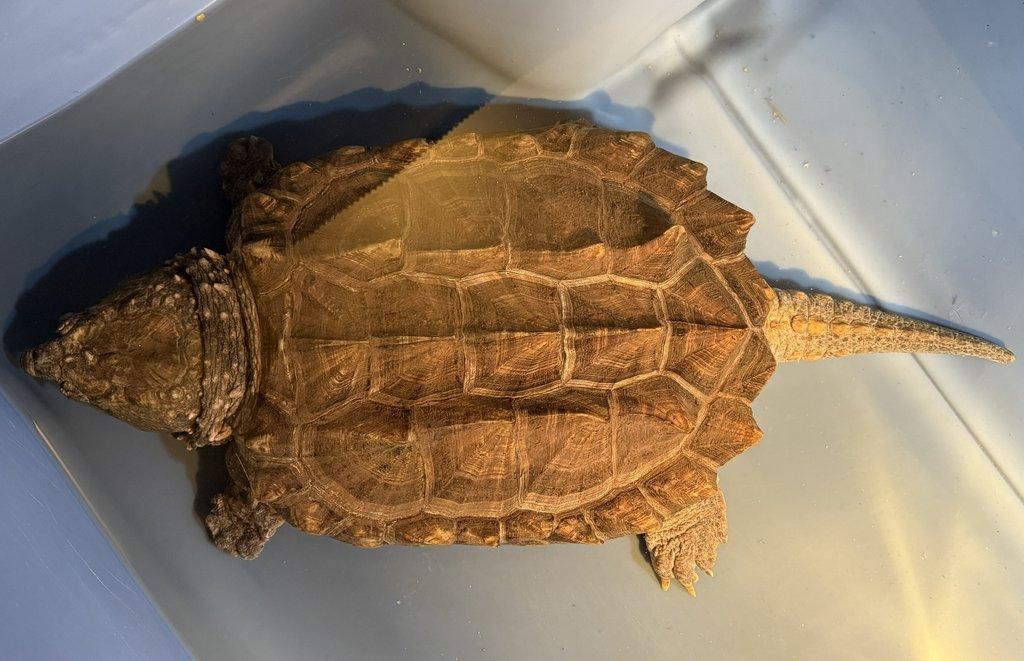 Prodám kajmanky supí