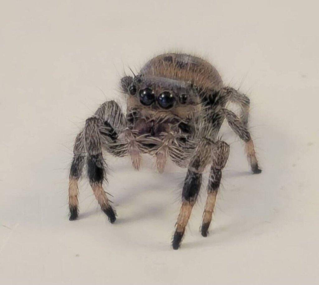 Skákavky P. regius "Ocala" a "Bahamas"