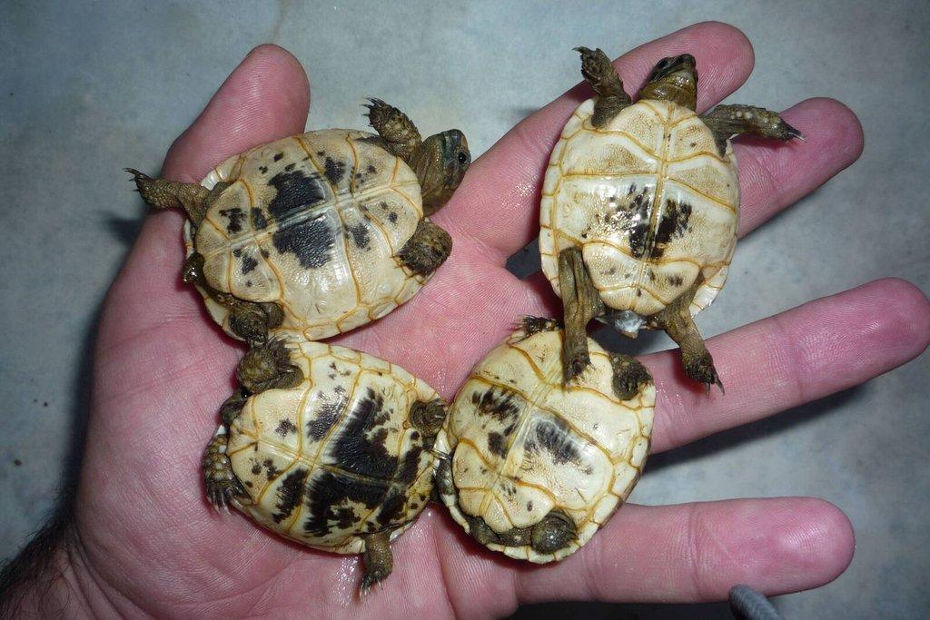 Suchozemská želva žlutohnědá a vroubená