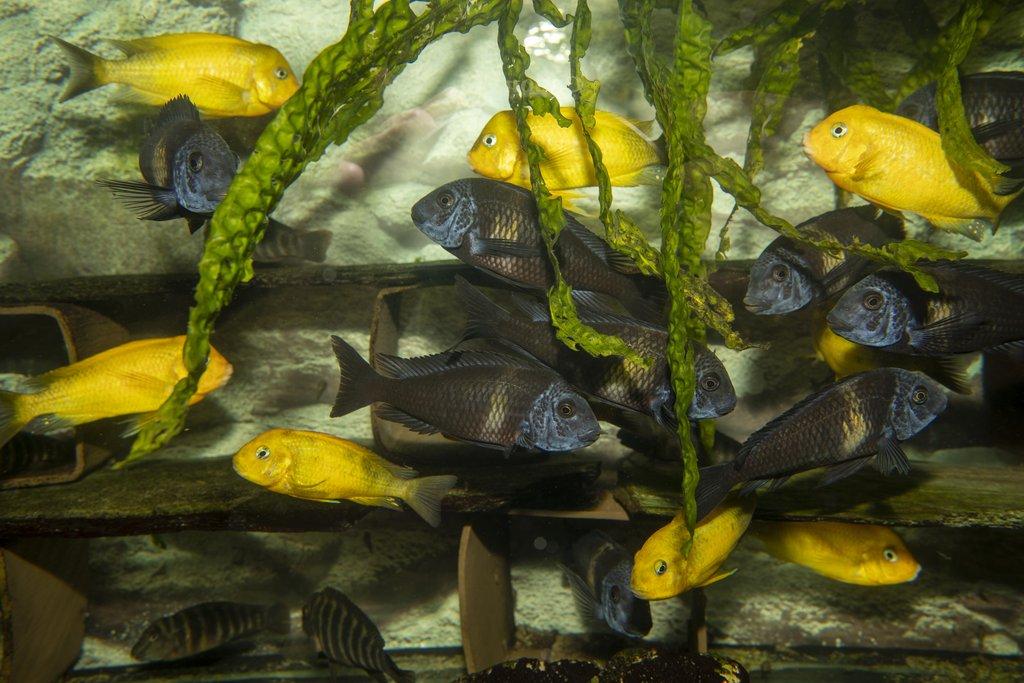 Tropheus sp. black Kiriza Gold