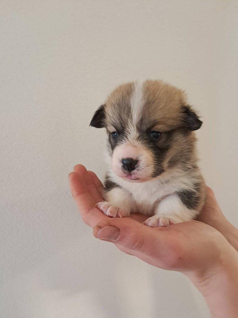 Welsh corgi pembroke