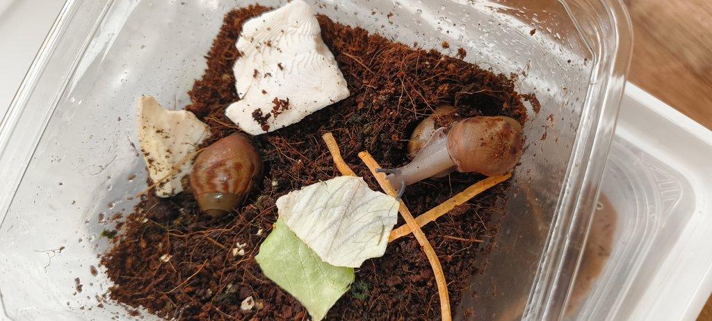 Archachatina Puylaerti Benin