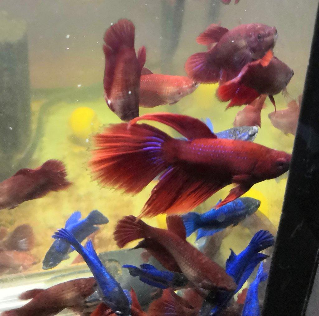 Betta bojovnice