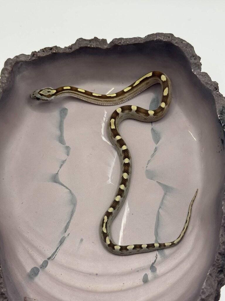 Užovky červené 06/25 a 08/25 (Pantherophis guttatus)