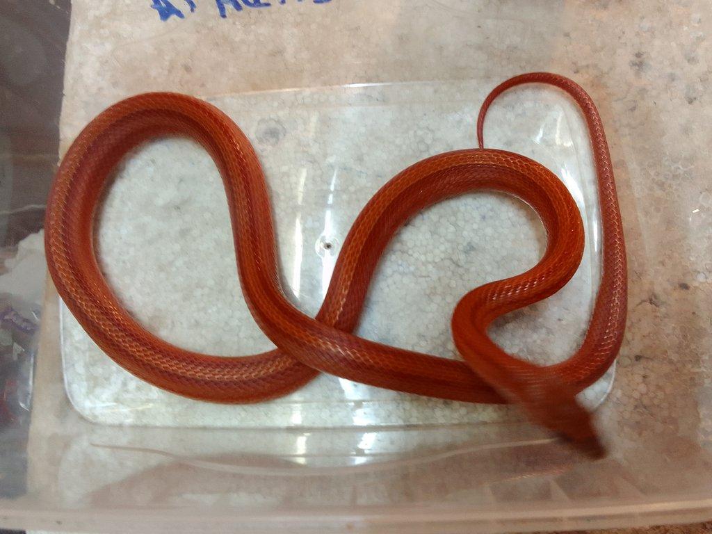 Bloodred striped