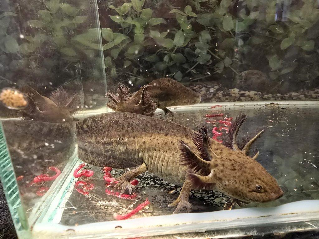 Axolotl mexický