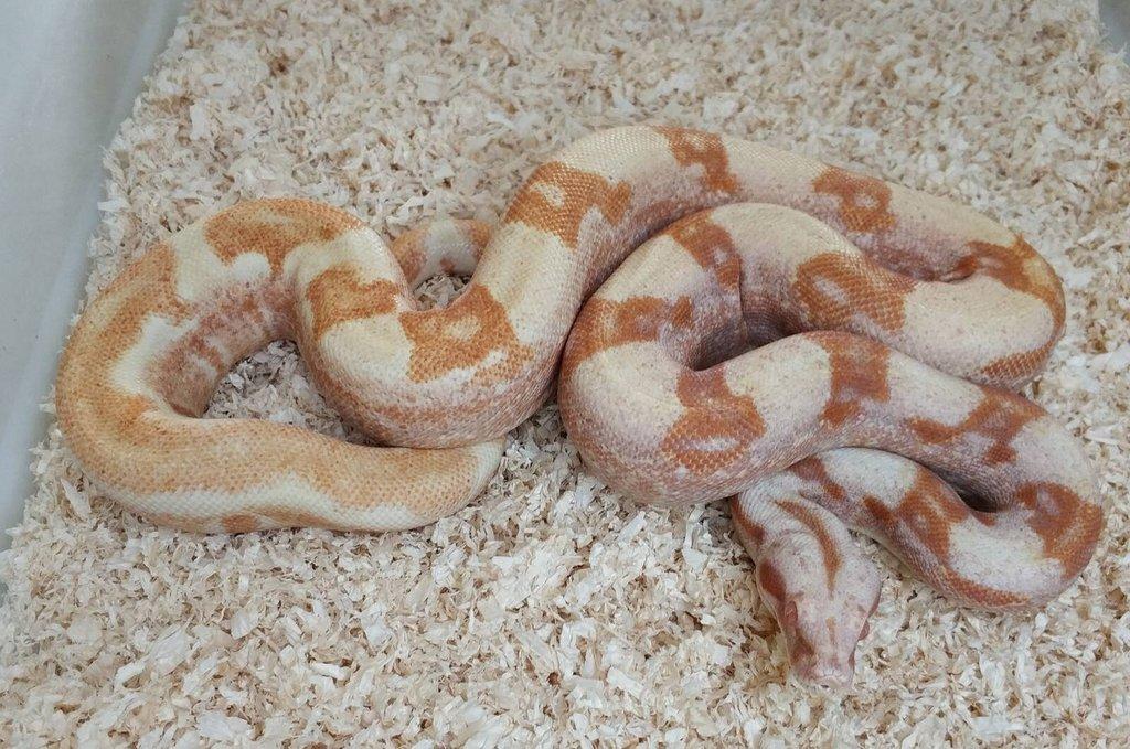 Boa imperator - Purple Sharp Sunglow Aztec, Sharp Sunglow