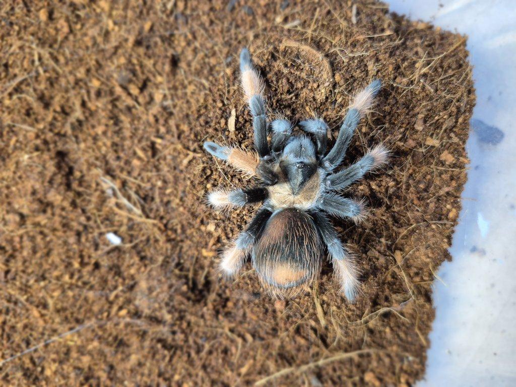 Nabízím chov sklípkanů