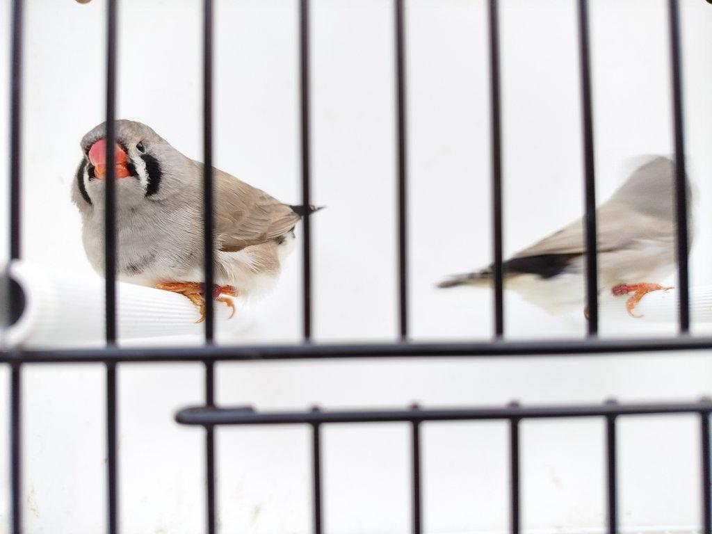 Výstavní žebříčky