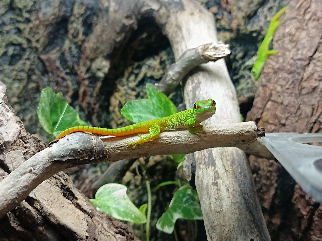 Felsuma madagaskarská (Phelsuma grandis)