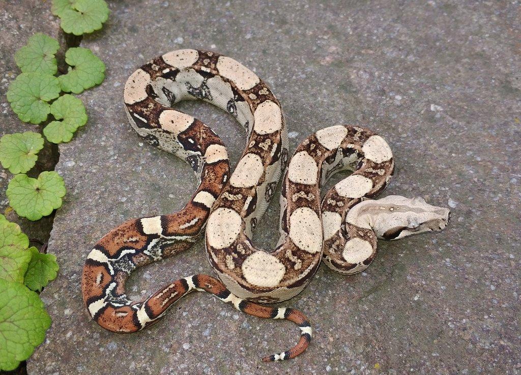 Boa imperator - Hypo Arabesque Keltic het Sharp Albino