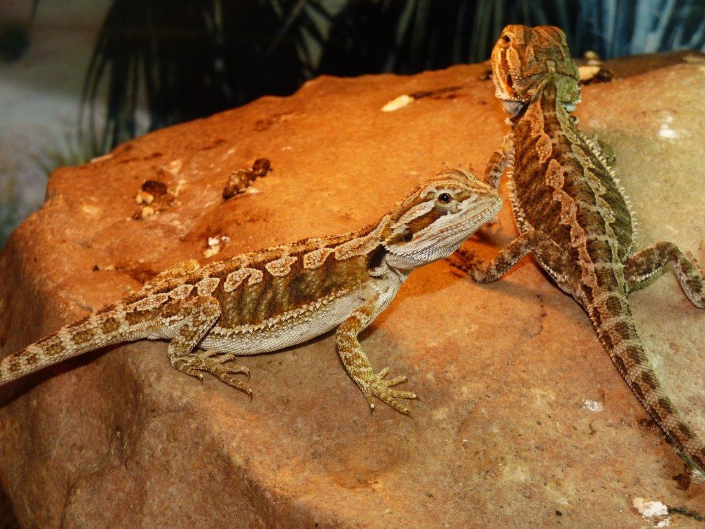 Agama vousatá (Pogona vitticeps)
