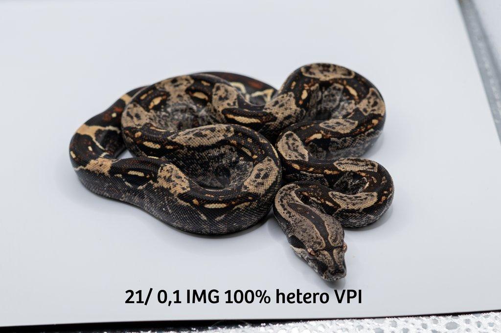 Hroznýš královský  IMG hetero VPI
