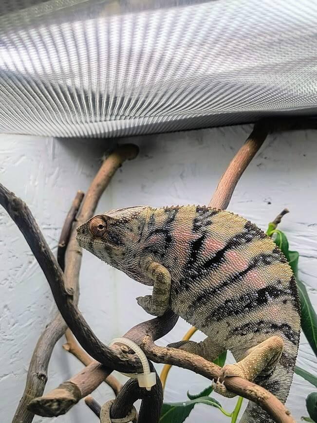 gen. F2 Furcifer Pardalis / Chameleon Pardálí - Nosy Be, již pouze samice