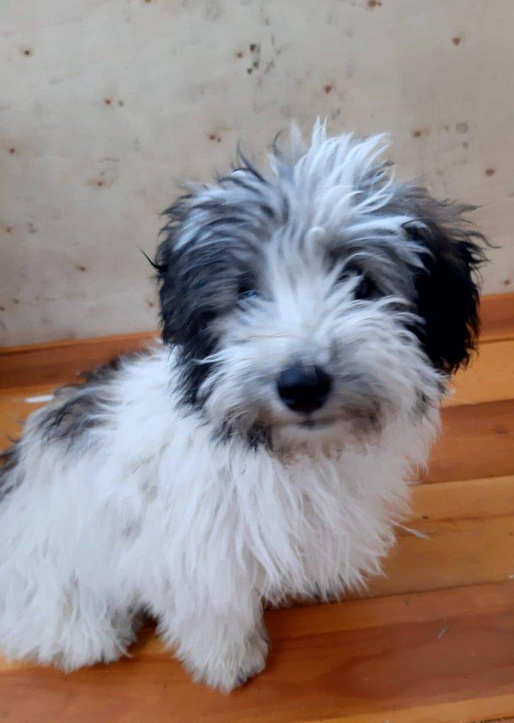 Nabízíme štěňátko coton de tulear