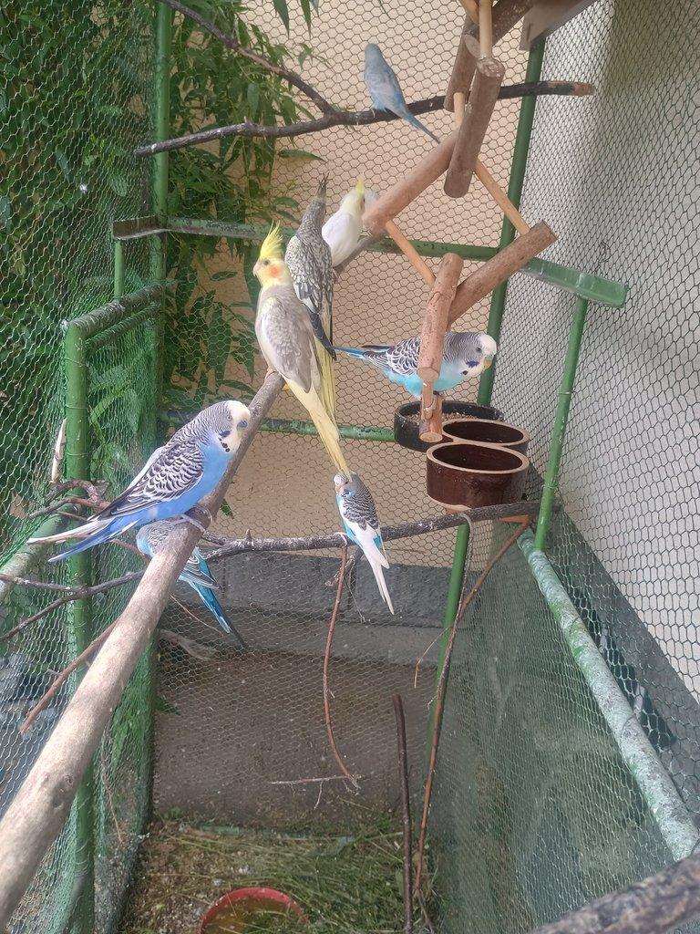 Korela, andulka