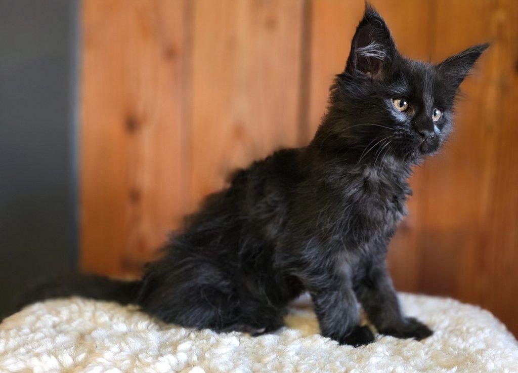 Mainská mývalí kočka s PP k rezervaci