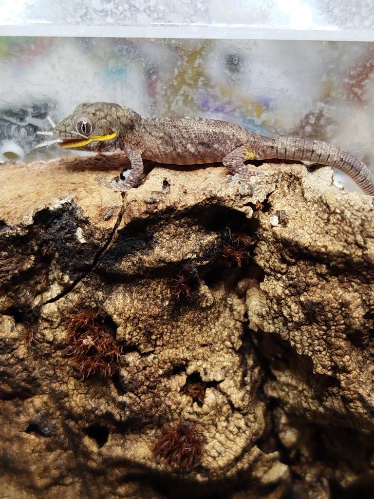 Eurydactylodes agricolae