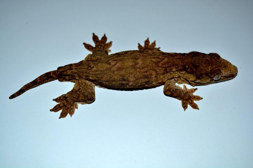 MELANISTIC R. leachianus - Mt. Koghis