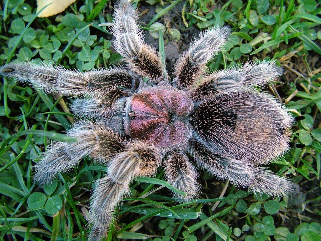 Grammostola porteri = "šedá rosea"