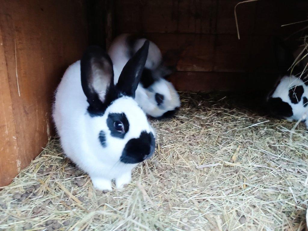 Prodám mladé králíky -české strakáče.