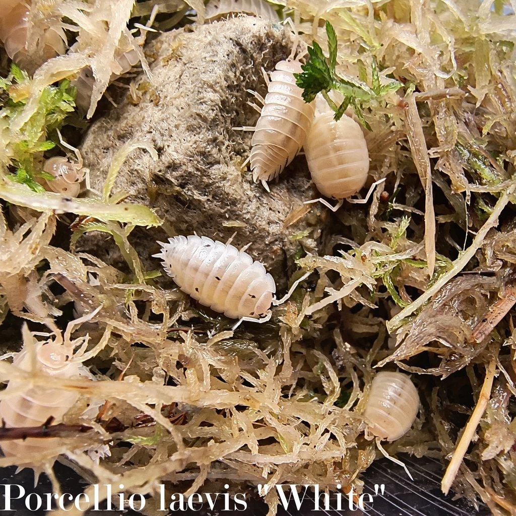 ISOPODY bulk / balíčky - Fauna trhy Ostrava 15.2.