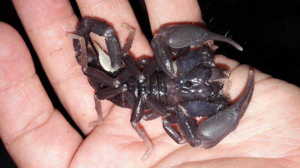 Heterometrus - petersi + spinifer + cyaneus