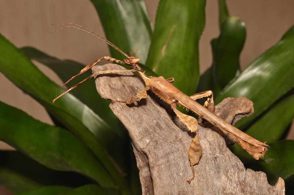 Daruji mladé samce strašilky australské