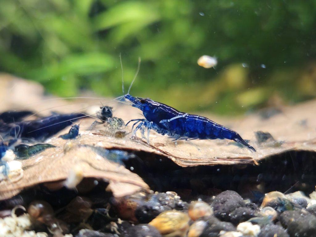 Sparťanské krevetky - nenáročné, čisté linie