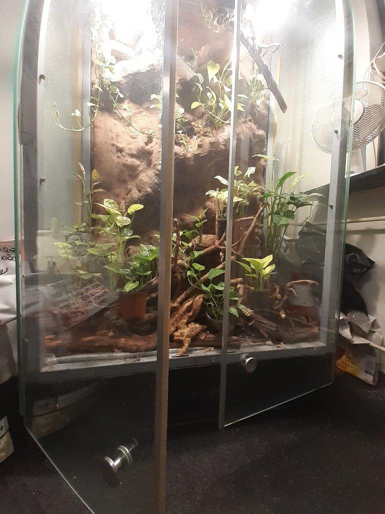 Velké tera🦎