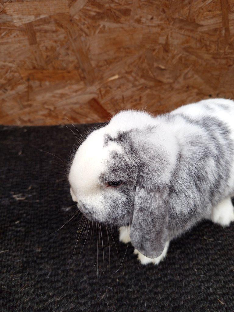 Zakrslý beran rhönský