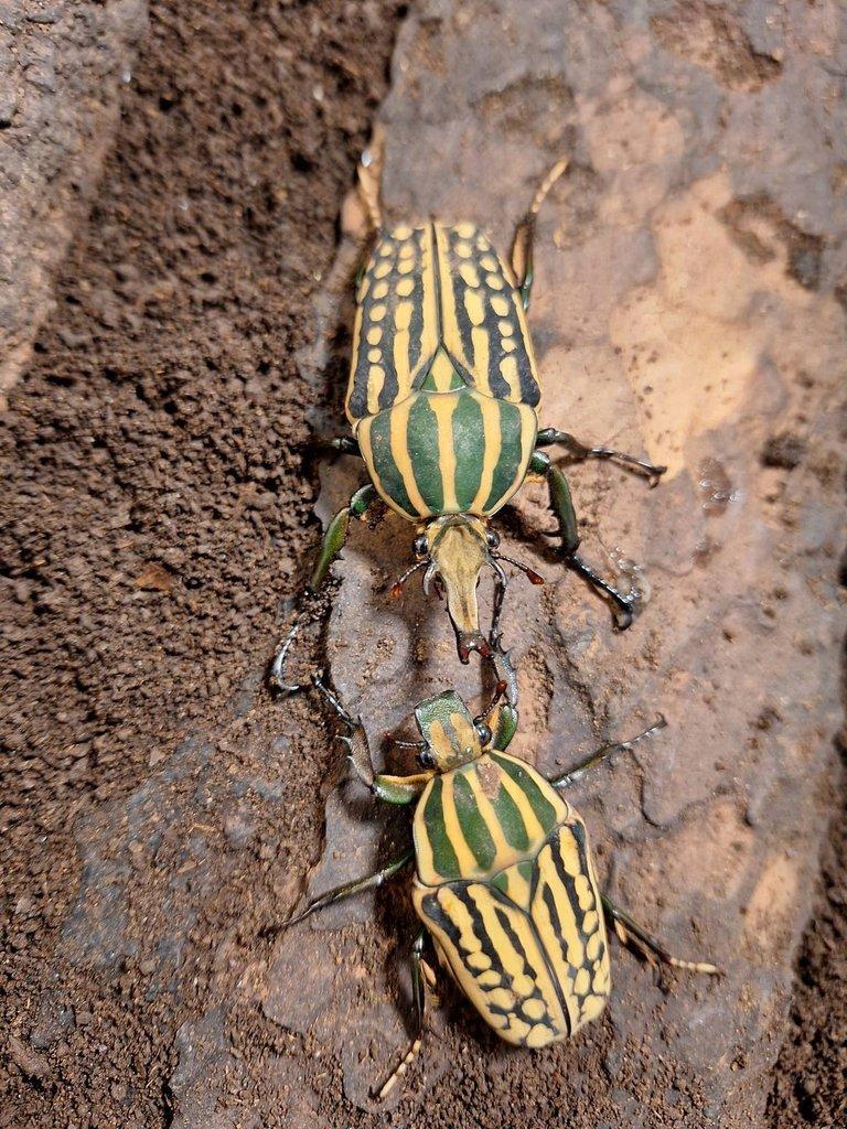 Chelorrhina savagei