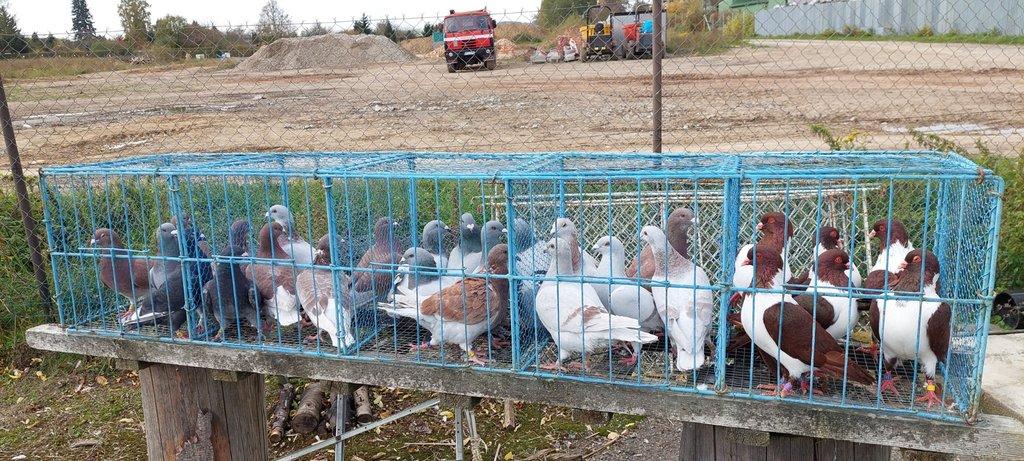 Prodám výletky ph standart různých barev, kroužkované s kartami,
