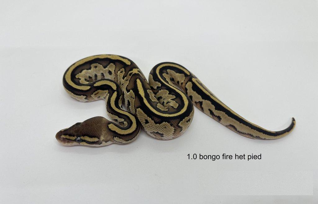 Krajta královská (Python regius)