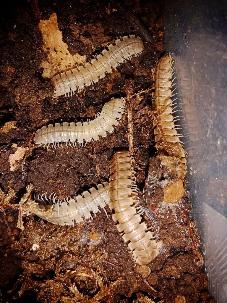 Coromus sp chocolate togo mnohonožky!