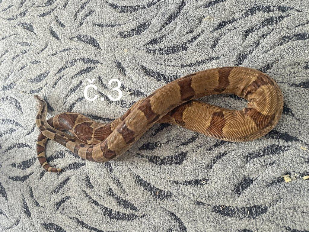 Boa constrictor - Hroznýš královský