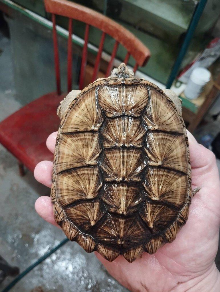 Kajmanka Dravá - Chelydra Serpentina - Červená samice