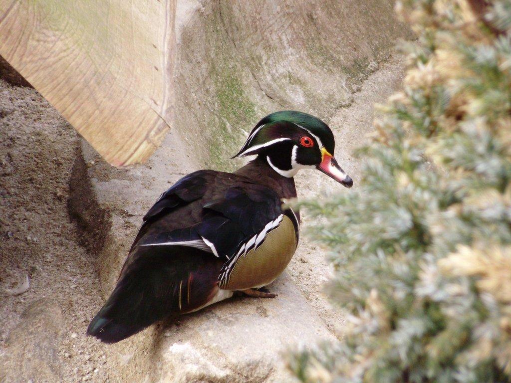 Kačer kachničky karolinské