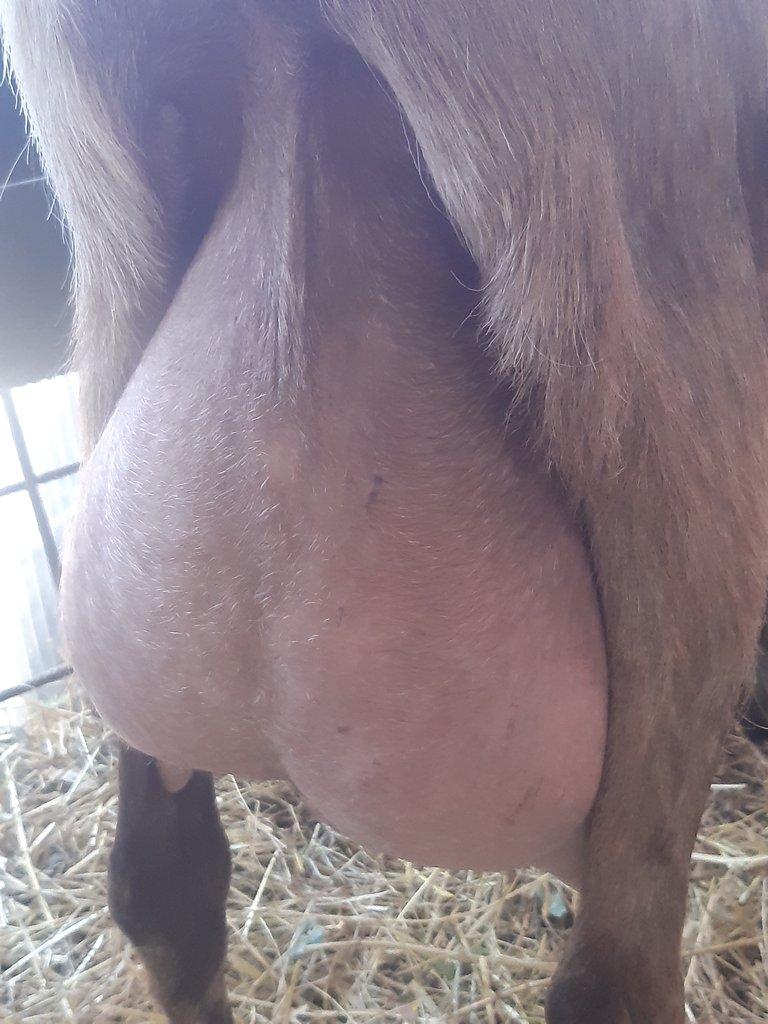 Anglonubijská koza podílová s POP