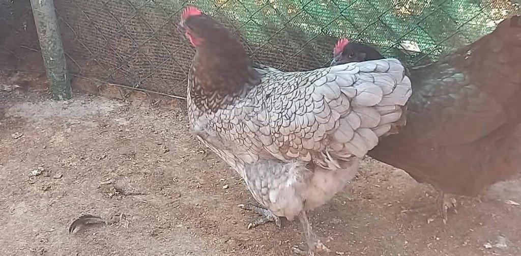Násadová vejce Australky velké černé a modré s lemy