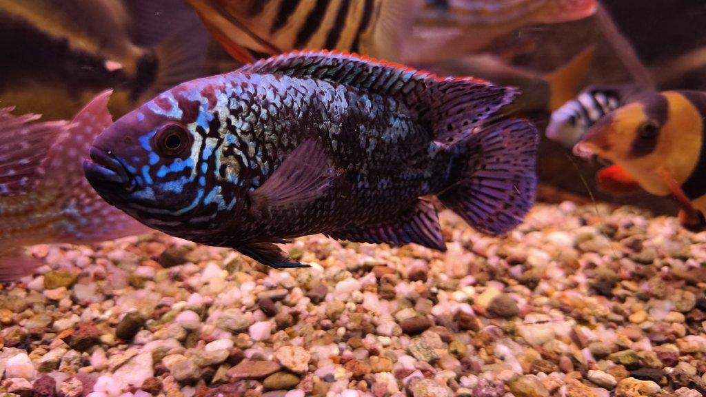 Americké cichlidy