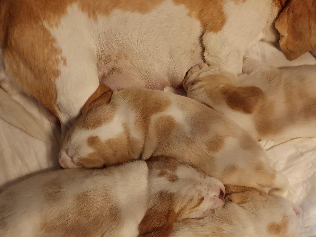 Beagle