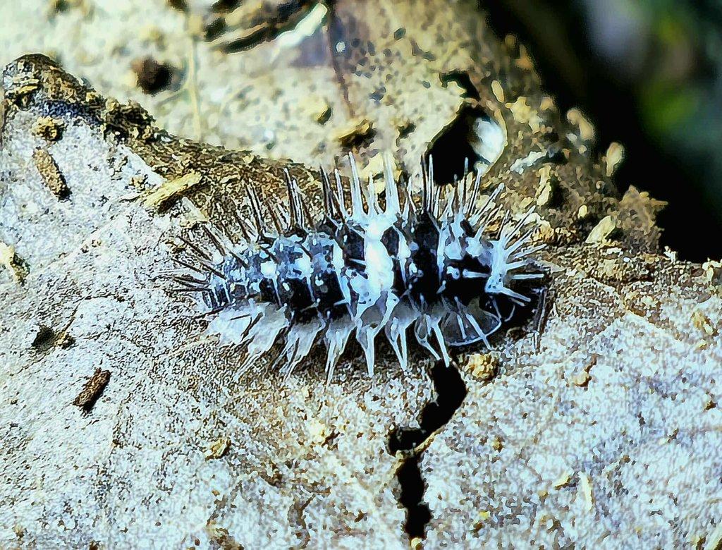 OBROVSKÁ NABÍDKA ISOPOD!! slevy, aktualizace a nové druhy!